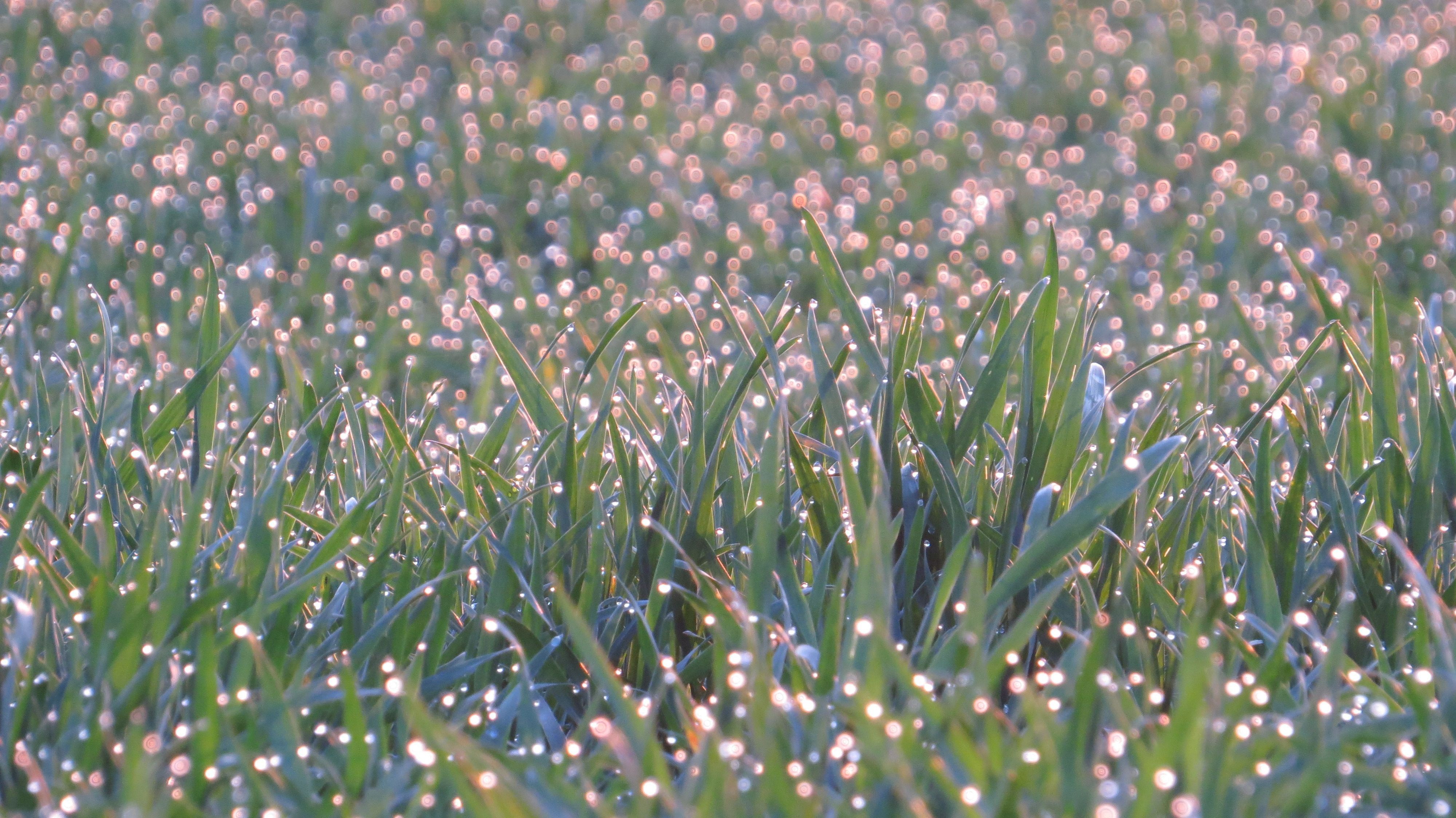 Prairie baignée de lumière